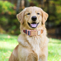 Indoor dog cheap collar